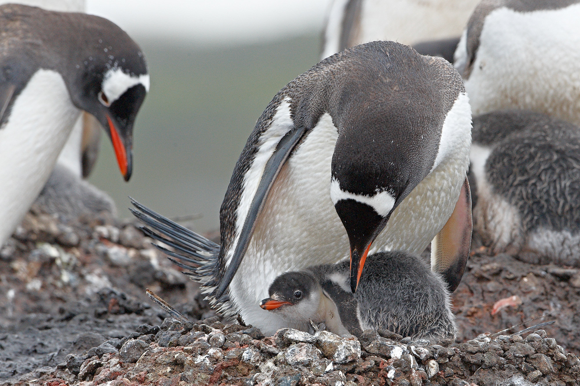 Eselspinguin mit Küken
